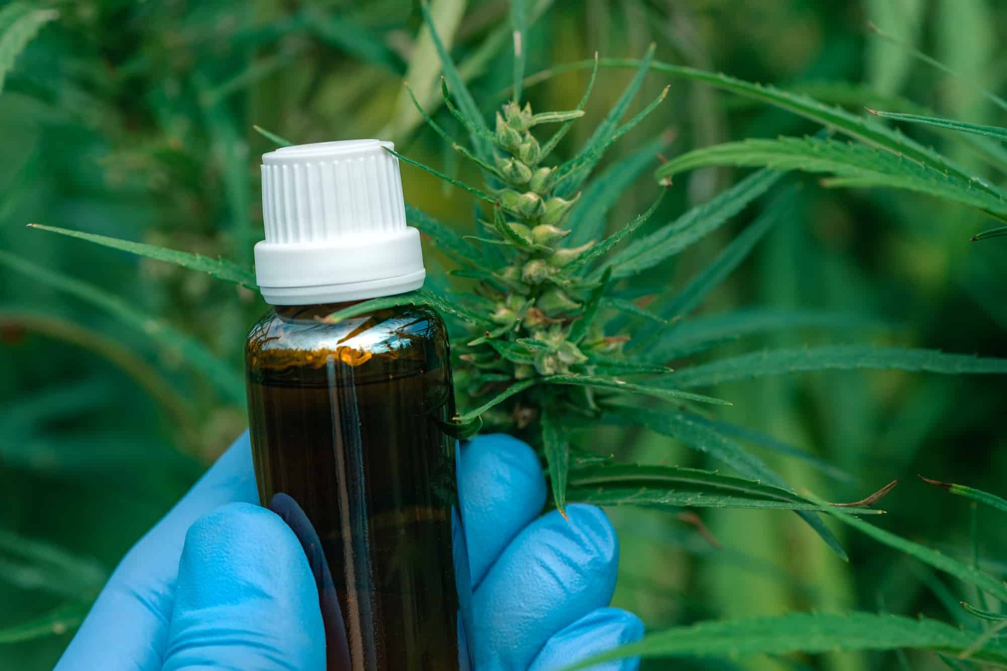 Comment consommer de l’huile de cannabis en toute sécurité ?